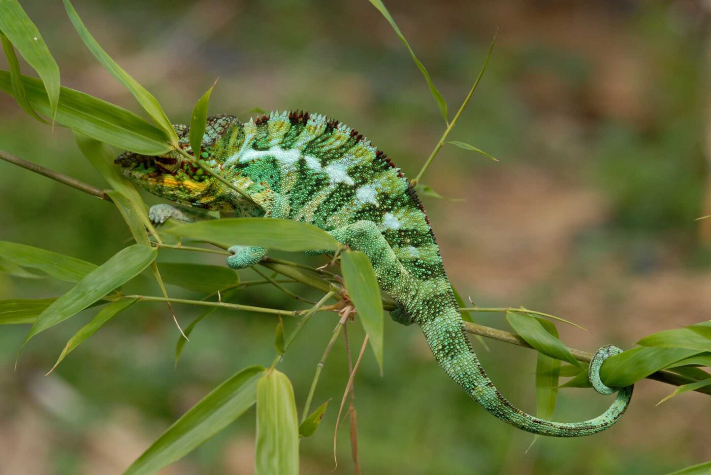 Furcifer pardalis 