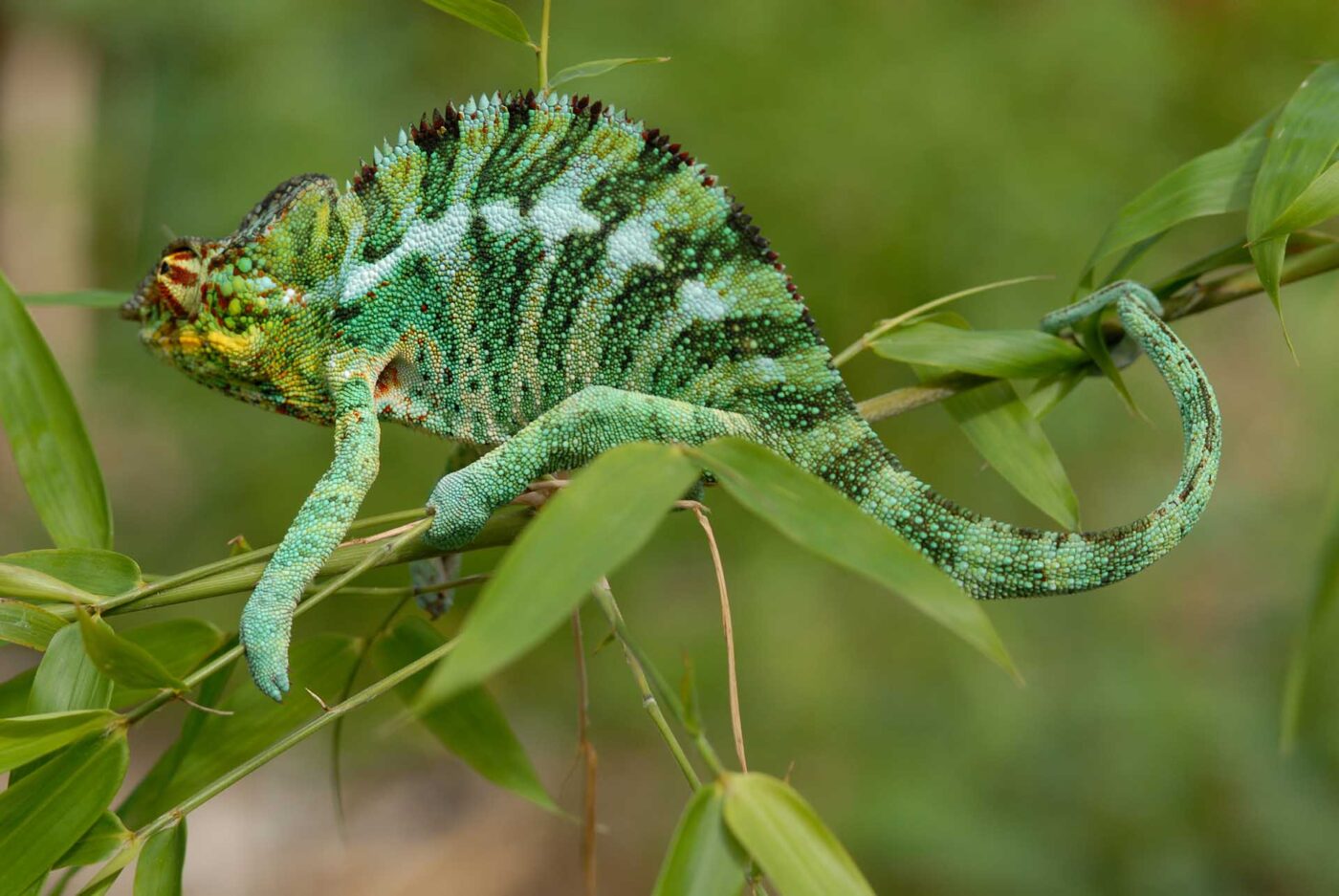 Furcifer pardalis 