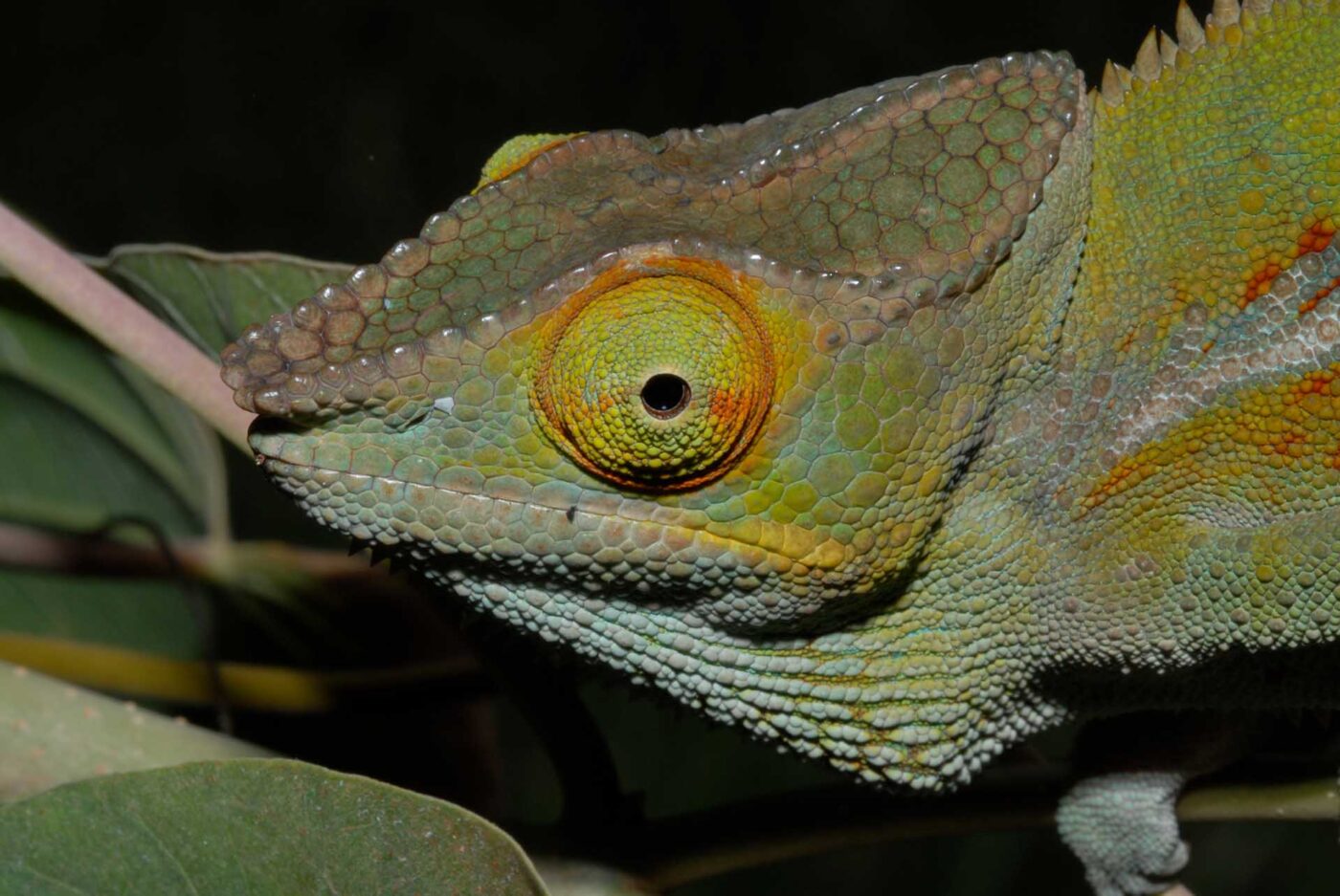Furcifer pardalis 