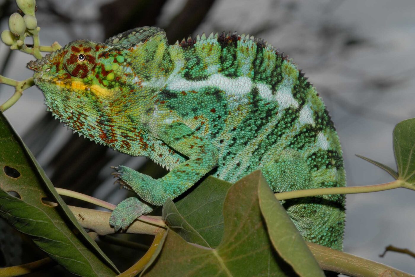 Furcifer pardalis 