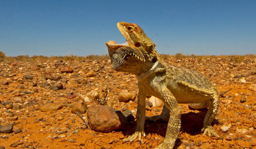 Pogona vitticeps