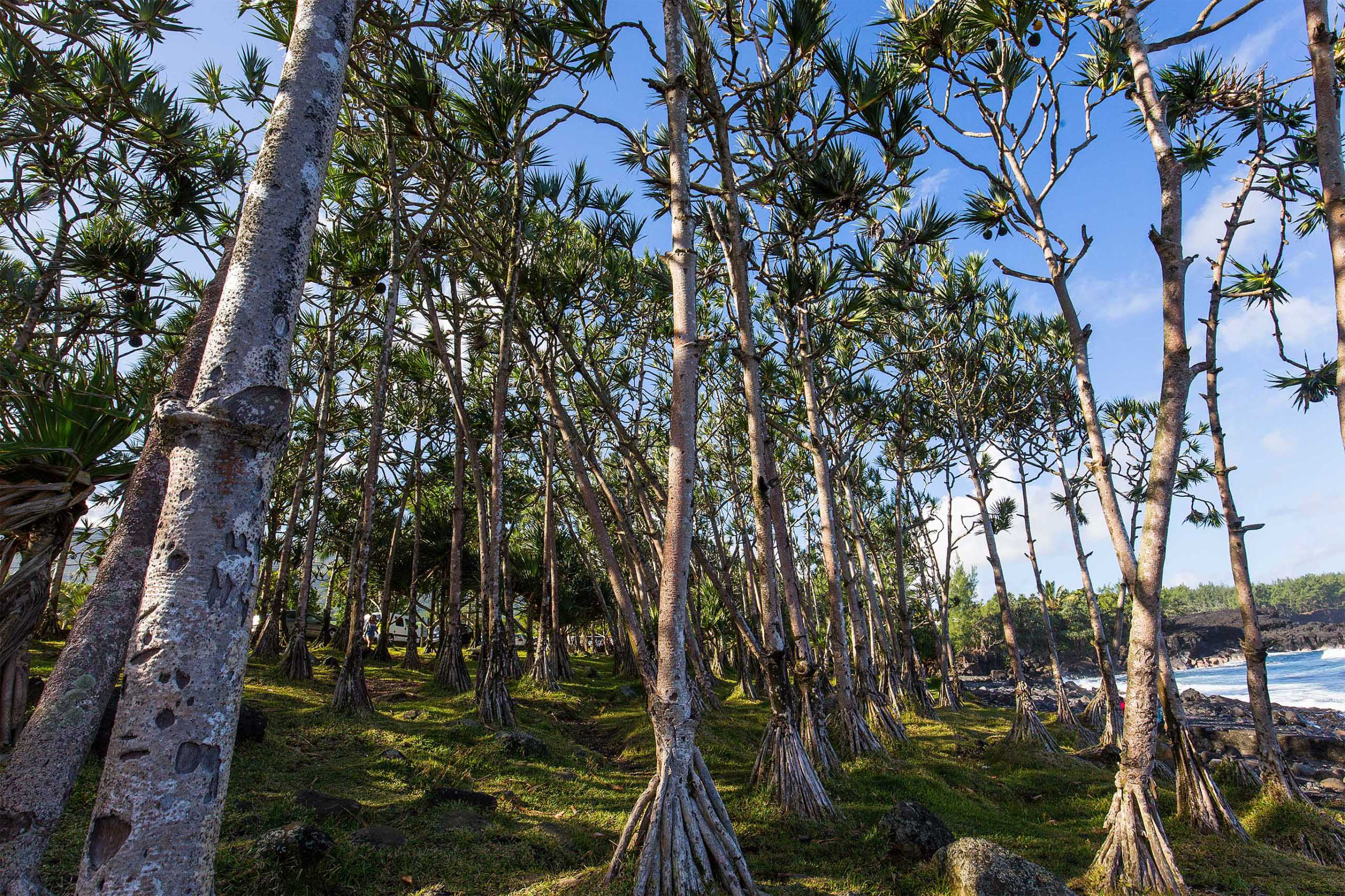 Bosque de Pandanus utilis bord de falaise, Sur de Reunión