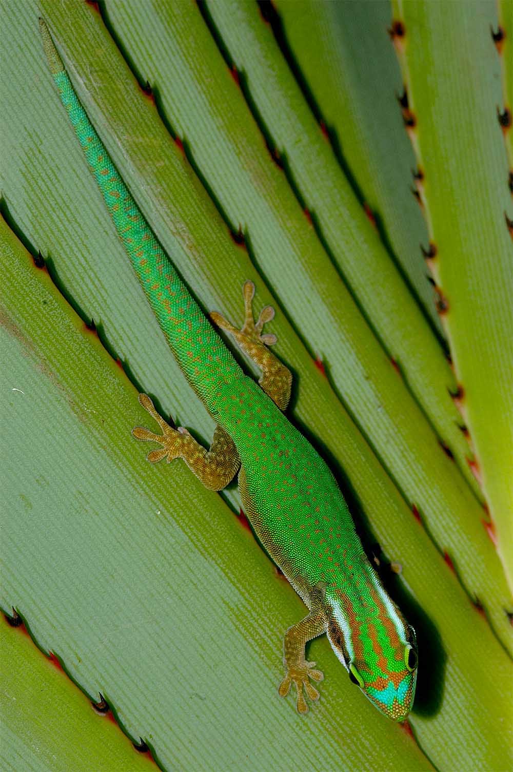 Phelsuma inexpectata en las hojas de Pandanus utilis