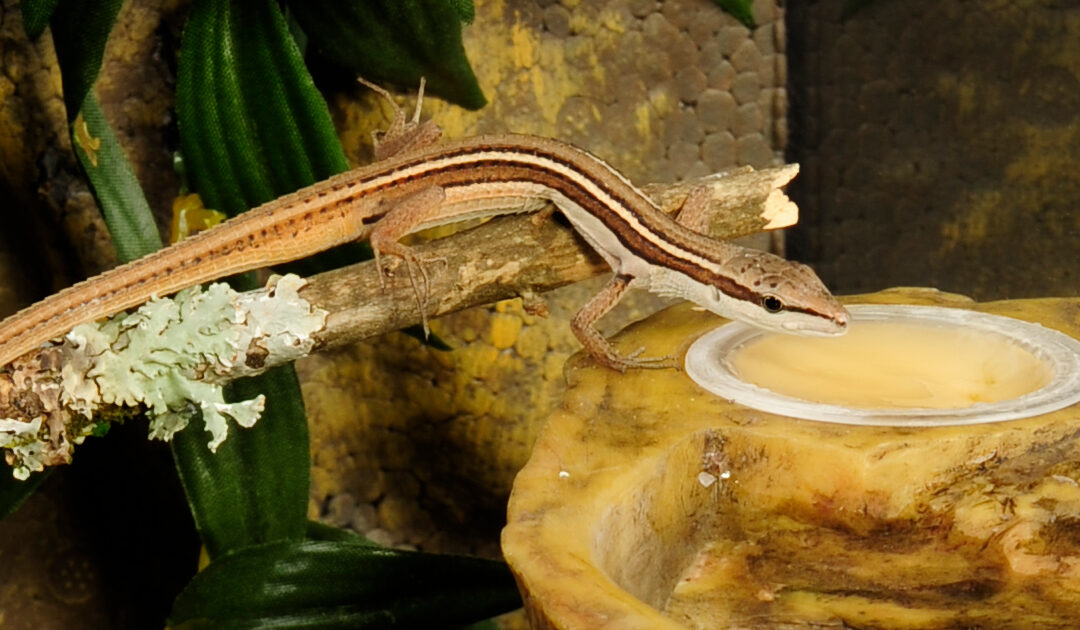 Takydromus sexlineatus