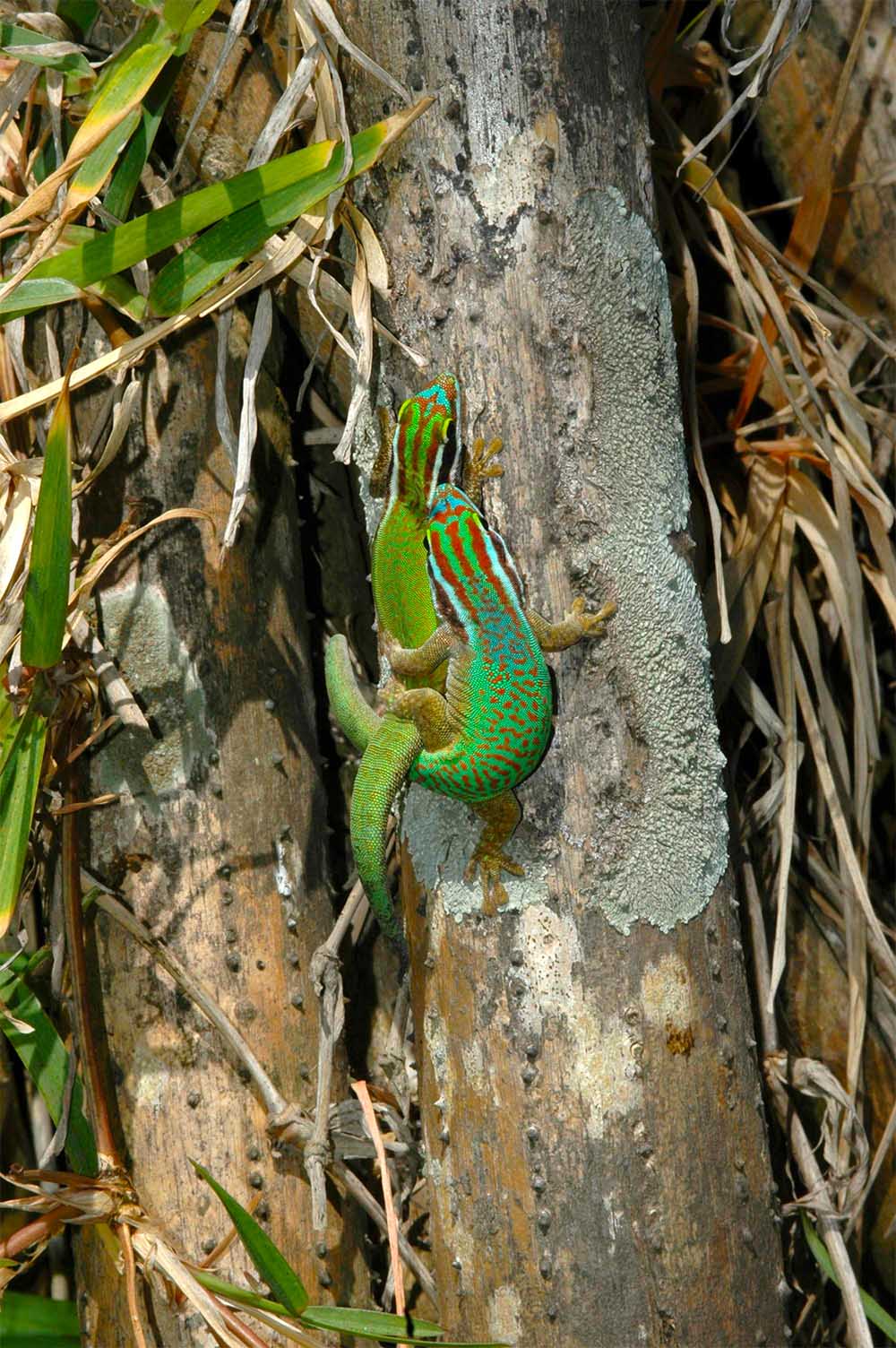 Pareja de Phelsuma inexpectata cerca de Petit-île, Sur de Reunión